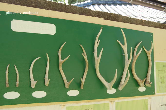 鹿の角 | DEER INFO-日本で唯一の鹿情報総合サイト
