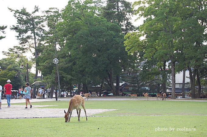 奈良の鹿は生きた芝刈り機