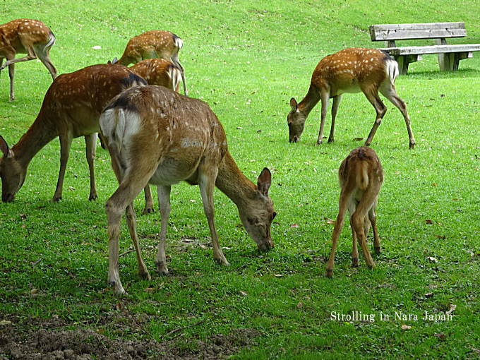 奈良公園の鹿の親子