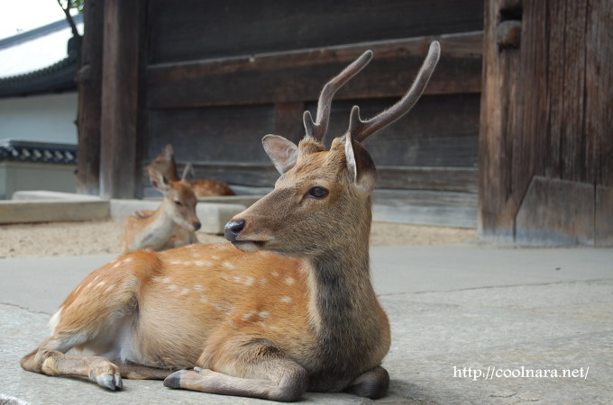 奈良公園の鹿の角