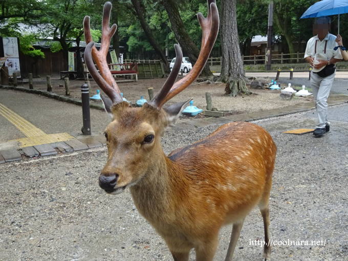 奈良公園の鹿の角は夏が一番かっこいい！ わくわく奈良ガイド|奈良公園の鹿や奈良観光おすすめスポット情報