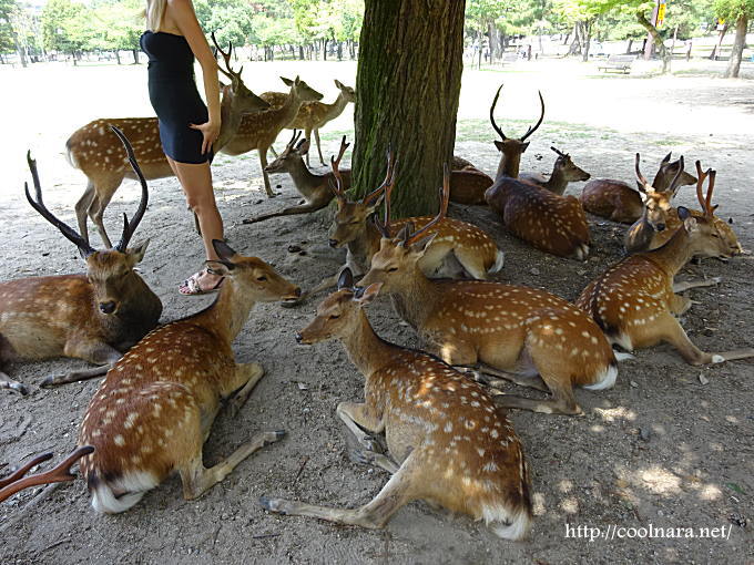 奈良公園の夏の鹿