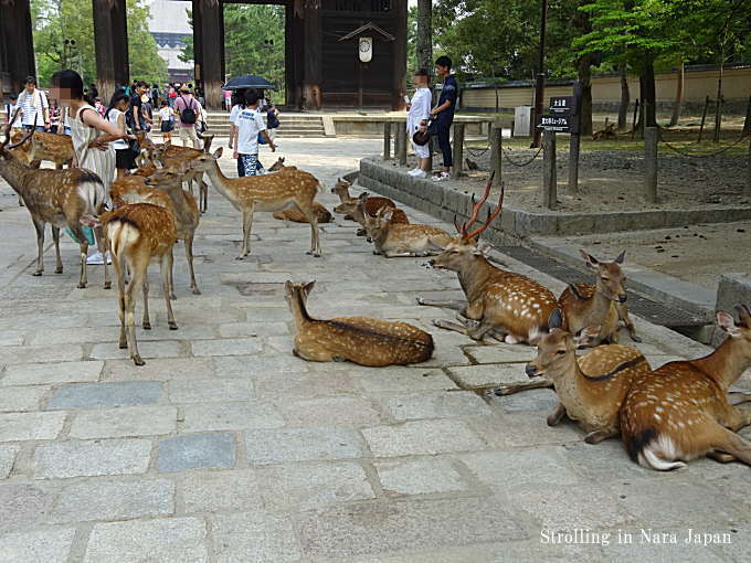 奈良公園の夏の鹿
