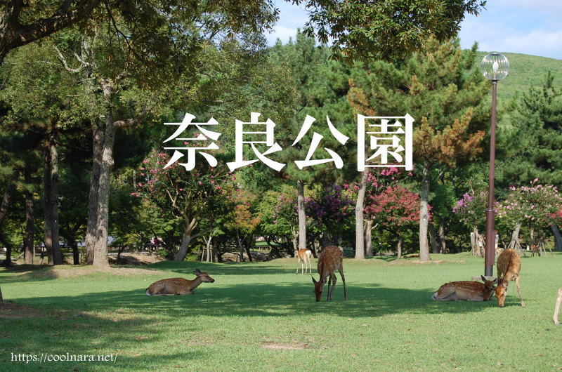 奈良公園 わくわく奈良ガイド 奈良公園の鹿や奈良観光おすすめスポット情報