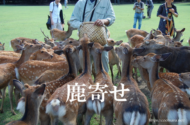 奈良公園の鹿寄せ