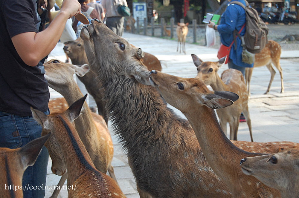 鹿せんべいをあげる時に注意すること 奈良公園の鹿からのお願い わくわく奈良ガイド 奈良公園の鹿や奈良観光おすすめスポット情報